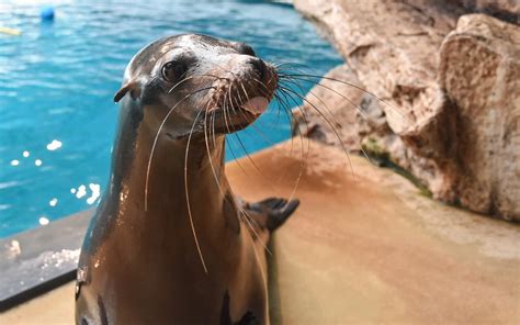 The Florida Aquarium: Uima-altaiden täynnä meren ihmeitä ja lumoavia kaloja!