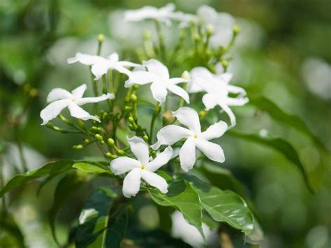 Wuhu Jasmine Garden: Yhden WuHun kauneimmista puistoista täynnä tuoksuvia kukkia!